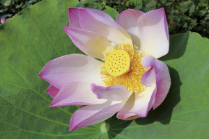 summer lotus. jpg